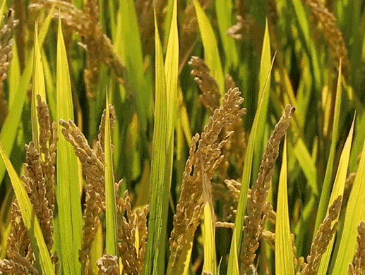 微信圖片_20200616093629.gif